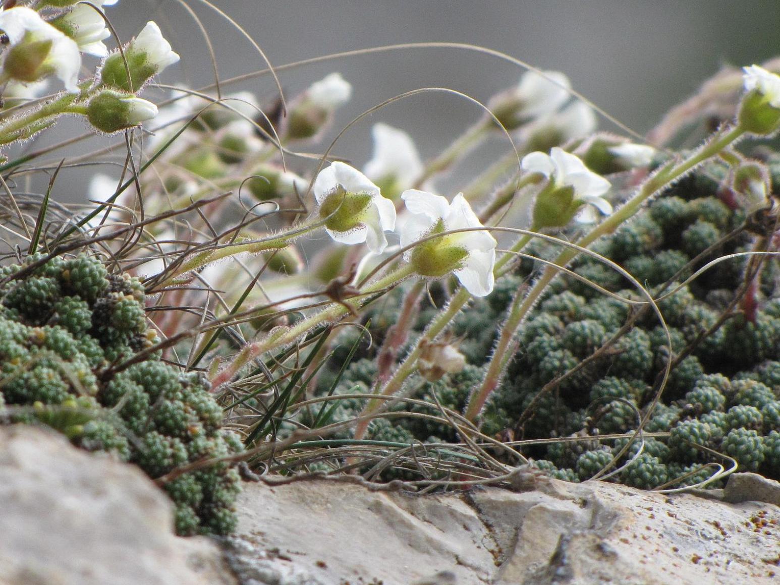 Saxifraga tombeanensis / Sassifraga del Monte Tombea